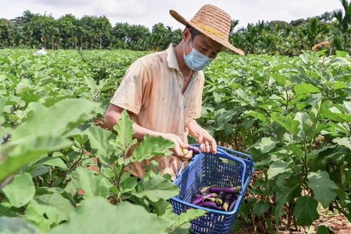 海口聚力融合，绘就乡村振兴新画卷——记巩固拓展脱贫攻坚成果同乡村振兴有效衔接的海口实践