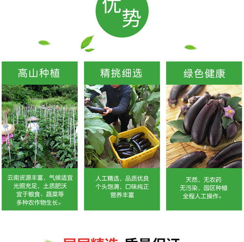 誉福园云南长茄子 农家自种黑紫茄子，新鲜直供的云味之选